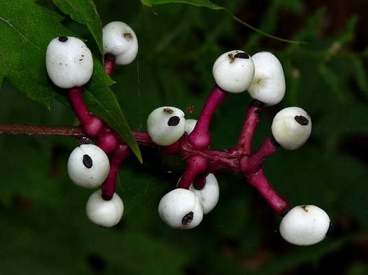 {Actaea pachypoda}